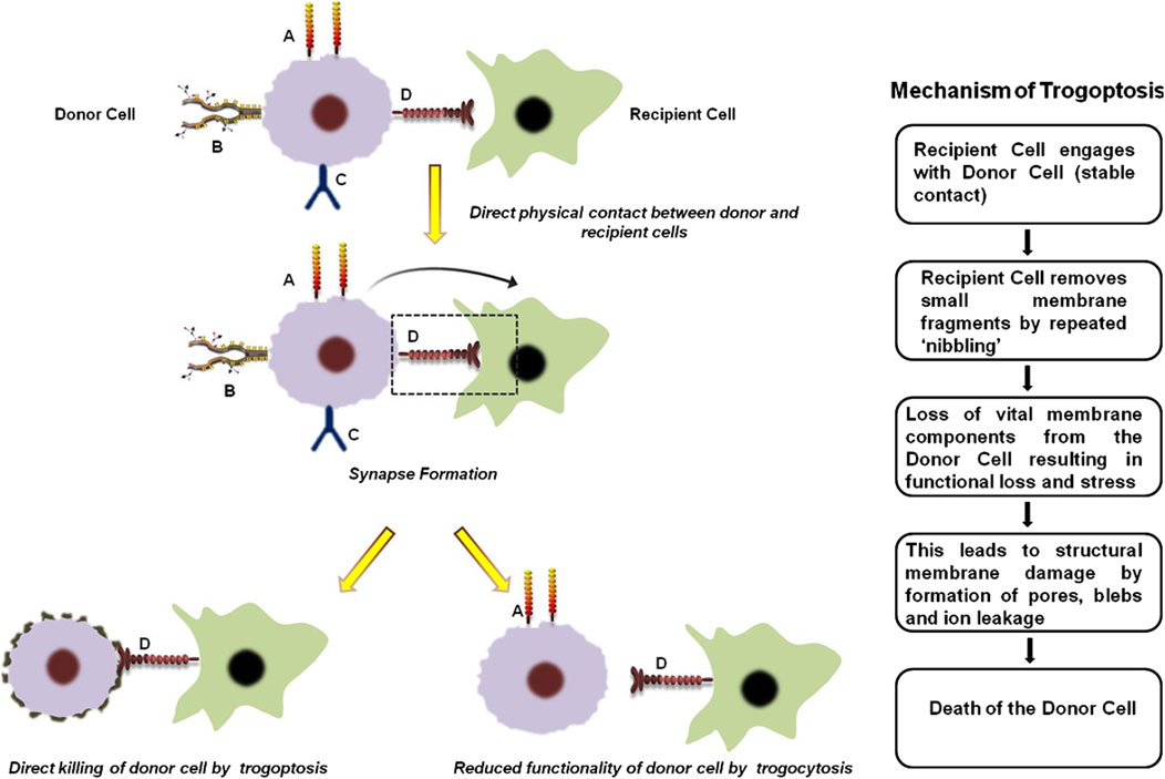 Diagram illustrating the mechanism of trogoptosis. On the left, donor and recipient cells make contact. The recipient cell removes small membrane fragments from the donor cell, leading to the loss of vital components, structural membrane damage, and potential donor cell death. Labels indicate processes like synapse formation and reduced functionality. On the right, a flowchart describes the steps of trogoptosis: stable contact, membrane removal, functional loss, structural damage, and donor cell death.