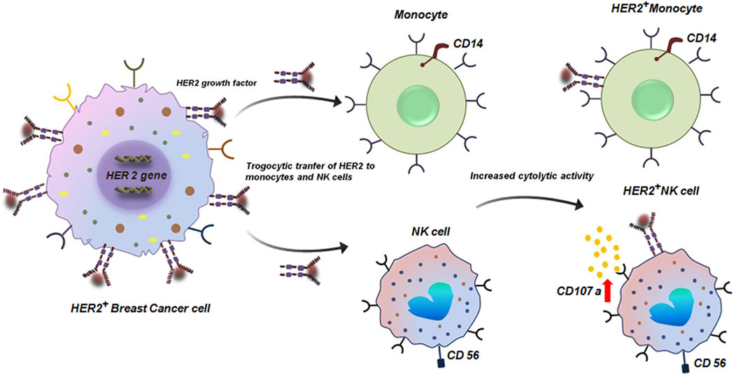 Diagram illustrating the trogocytosis process in HER2-positive breast cancer. HER2 growth factor is transferred from breast cancer cell to monocytes and NK cells, enhancing their cytolytic activity. Monocytes display CD14, and NK cells feature CD56, and both acquire HER2 after trogocytosis. An increase in CD107a is shown, indicating heightened NK cell activity.