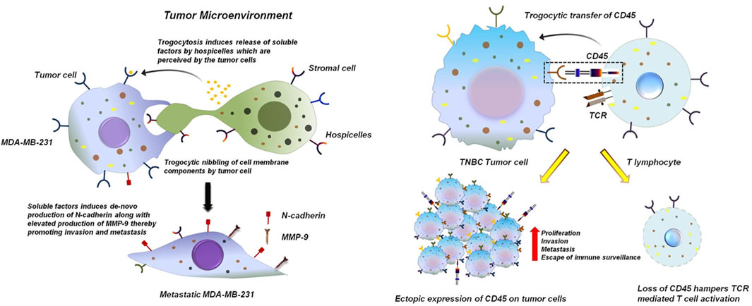 Illustration depicting tumor microenvironment interactions. On the left, MDA-MB-231 breast tumor cell interacts with a type of stromal cell, the hospicelles, releasing solublefactors. It shows trogocytosis, leading to a metastatic state with increased N-cadherin and MMP-9 production. On the right, TNBC tumor cells undergo trogocytic transfer of CD45 from T lymphocytes, causing enhanced proliferation, invasion, metastasis, and immune evasion. The process hinders TCR-mediated T cell activation, as noted by the loss of CD45.