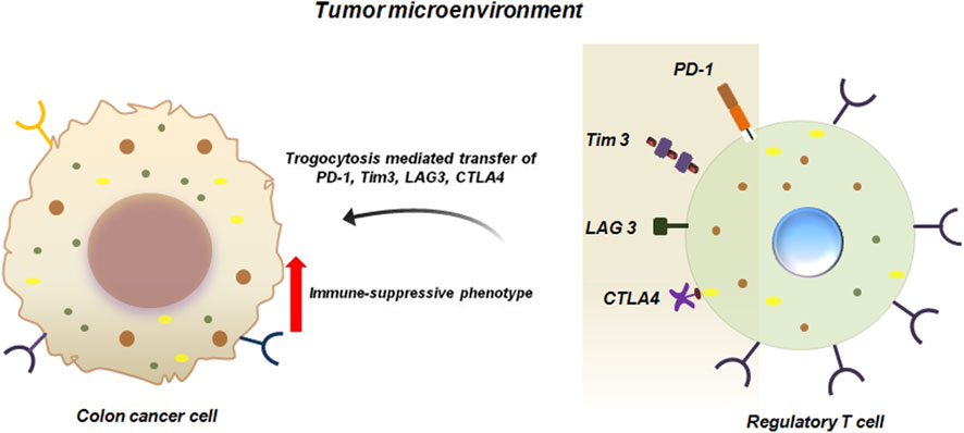 Illustration of a tumor microenvironment showing a colon cancer cell and a regulatory T cell. The diagram highlights the process of trogocytosis-mediated ransfer of immune-suppressive molecules (PD-1, Tim3, LAG3, CTLA4) from T cell to the cancer cell contributing to immune suppression. Arrows indicate the direction of transfer and immune suppression.