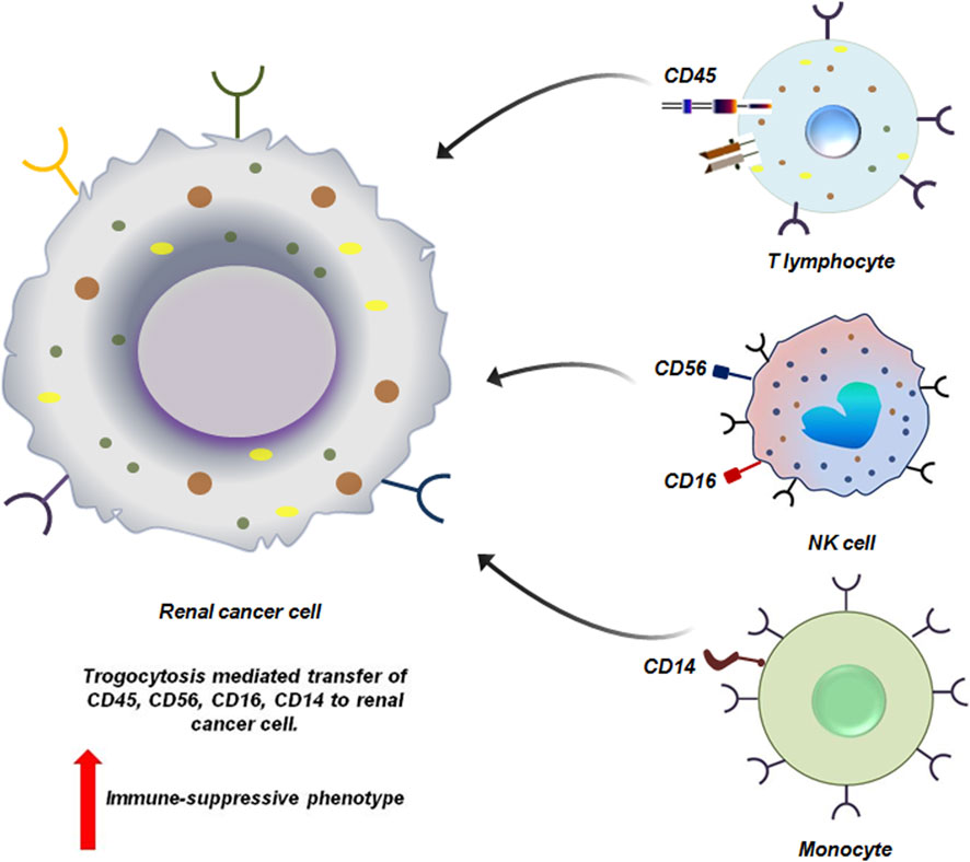 Diagram illustrating trogocytosis mediated transfer of surface markers from immune cells to a renal cancer cell. T lymphocytes transfer CD45, NK cells transfer CD56 and CD16, and monocytes transfer CD14. This interaction contributes to an immune-suppressive phenotype in the cancer cell, as indicated by an upward arrow. Labels detail the specific markers involved and the cell types depicted.