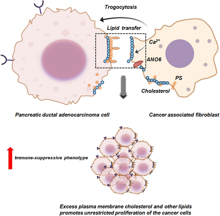 Diagram illustrating lipid transfer between pancreatic ductal adenocarcinoma cell and cancer-associated fibroblast through trogocytosis. The image shows lipid membrane interaction, involving transfer of molecules like cholesterol and PS to tumor cells, facilitated by calcium (Ca²⁺) and ANO6. This results in an immune-suppressive phenotype and promotes unrestricted proliferation of cancer cells.