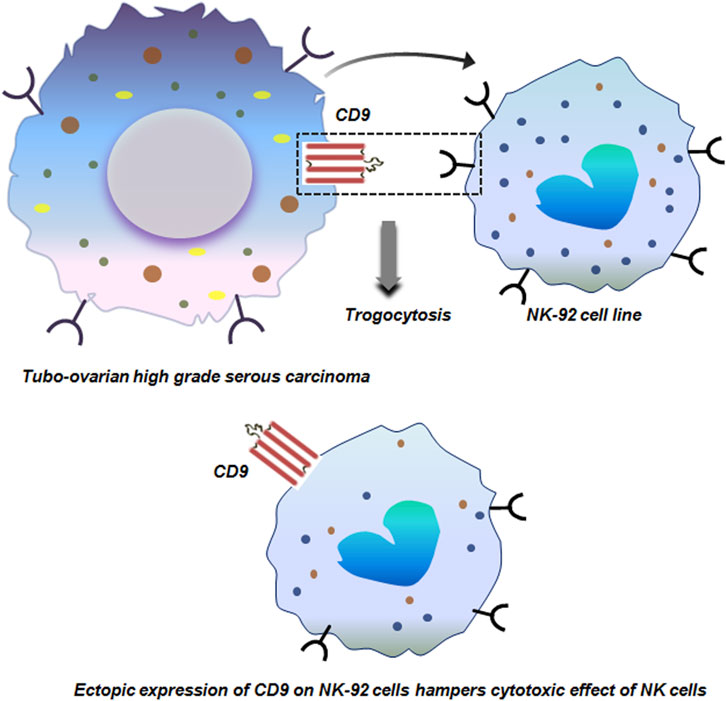 Diagram depicting the interaction between a tubo-ovarian high-grade serous carcinoma cell and an NK-92 cell line. The carcinoma cell transfers CD9 through trogocytosis to the NK-92 cell. Below, it illustrates ectopic expression of CD9 on NK-92 cells affecting their cytotoxic effect against cancer cells.
