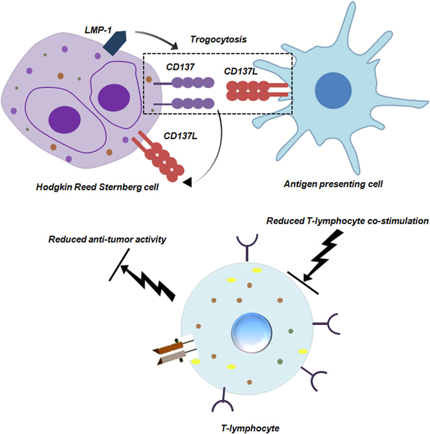 Diagram illustrating the process of trogocytosis. A Hodgkin Reed Sternberg cell interacts with an antigen-presenting cell, via CD137 and CD137L proteins. This interaction leads to reduced T-lymphocyte co-stimulation and anti-tumor activity, affecting the T-lymphocyte. The diagram highlights the roles of LMP-1 and protein exchange in the immune response.