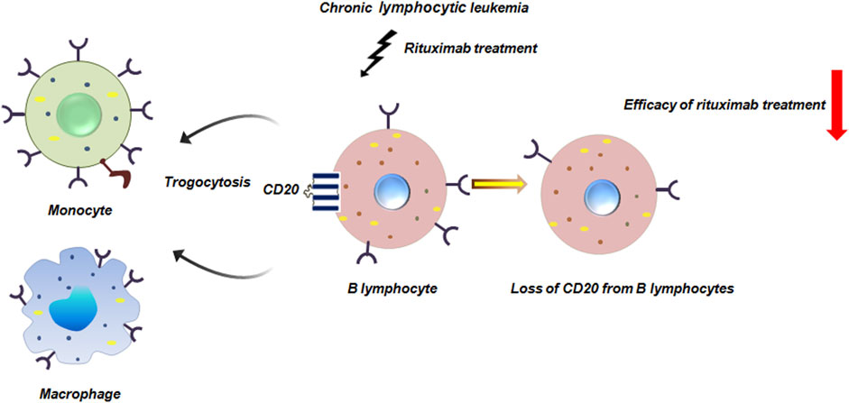 Diagram illustrating the effect of rituximab treatment on chronic lymphocytic leukemia. It shows a B lymphocyte with CD20 undergoing trogocytosis with monocyte and macrophage leading to the transfer of CD20 to these cells. Loss of CD20 from B cells affects the efficacy of rituximab treatment.