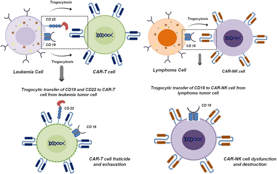 Illustration depicting trogocytosis in leukemia and lymphoma cells transferring CD19 and CD22 proteins to CAR-T and CAR-NK cells. Left: Leukemia cell transfers CD19/CD22 to CAR-T cell, leading to fratricide and exhaustion. Right: Lymphoma cell transfers CD19 to CAR-NK cell, causing dysfunction and destruction. Arrows indicate protein transfer direction.