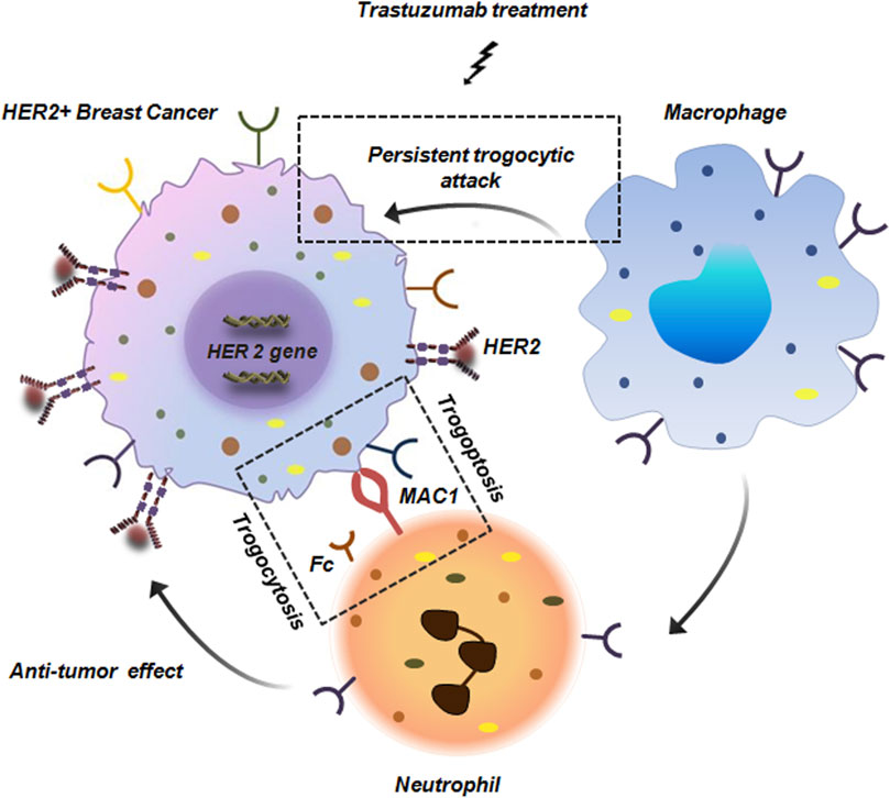 Diagram illustrating the interaction between HER2+; breast cancer cells, macrophages, and neutrophils under trastuzumab treatment. The HER2 gene is targeted, resulting in persistent trogocytic attack by macrophages and induction of trogoptosis via MAC1 and Fc receptors. This leads to an anti-tumor effect.
