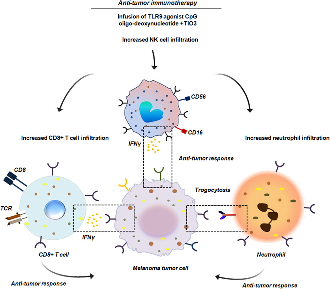 Diagram illustrating anti-tumor immunotherapy via TLR9 agonist infusion. Images show increased NK cell infiltration interacting with melanoma tumor cells, releasing IFNγ. Increased CD8+ T cell infiltration, also releasing IFNγ to attack tumor cells. Enhanced neutrophil infiltration engaging in trogocytosis for an anti-tumor response. Curved arrows indicate the flow of cellular interactions and responses.