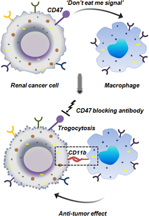 Diagram illustrating the interaction between renal cancer cells and macrophages. The top part shows a renal cancer cell with CD47 signaling to a macrophage with the message