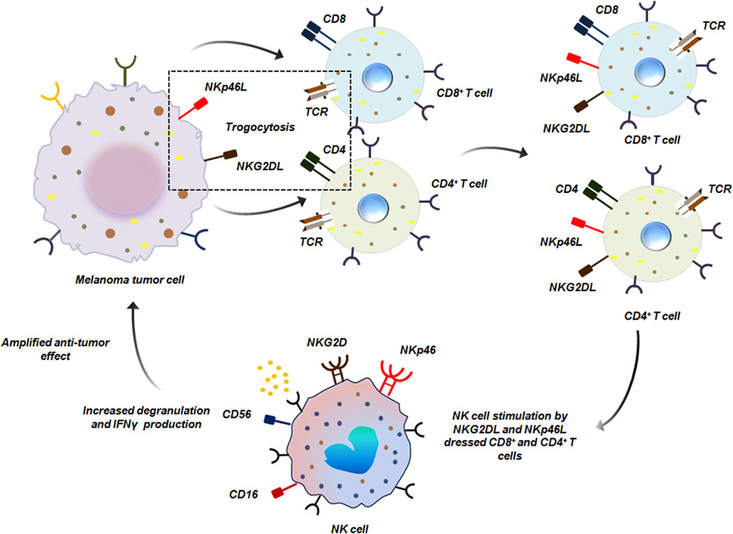 Diagram illustrating immune interactions in melanoma tumor cells. It shows trogocytosis between melanoma and T cells, transferring receptors like NKp46L and NKG2DL to CD88+ and CD48+ T cells. These T cells now interact with NKp46 and NKG2D on NK cells thereby stimulating NK cells, increasingdegranulation and IFNγ production, leading to amplified anti-tumor effects.