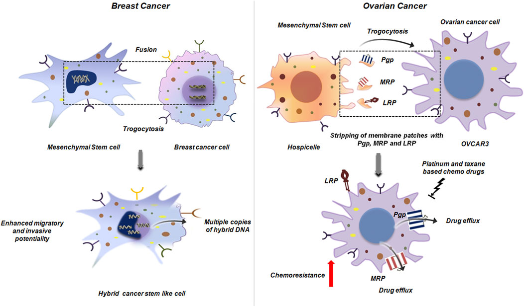 Diagram illustrating interaction between cancer cells and stem cells . On the left, mesenchymal stem cells fuse with breast cancer cells through trogocytosis, forming hybrid cancer stem-like cells. These hybrids exhibit enhanced migratory and invasive potential. On the right, mesenchymal stem cells exchange membrane patches with ovarian cancer cells, incorporating Pgp, MRP, and LRP proteins, leading to chemoresistance and drug efflux in OVCAR3 cells.