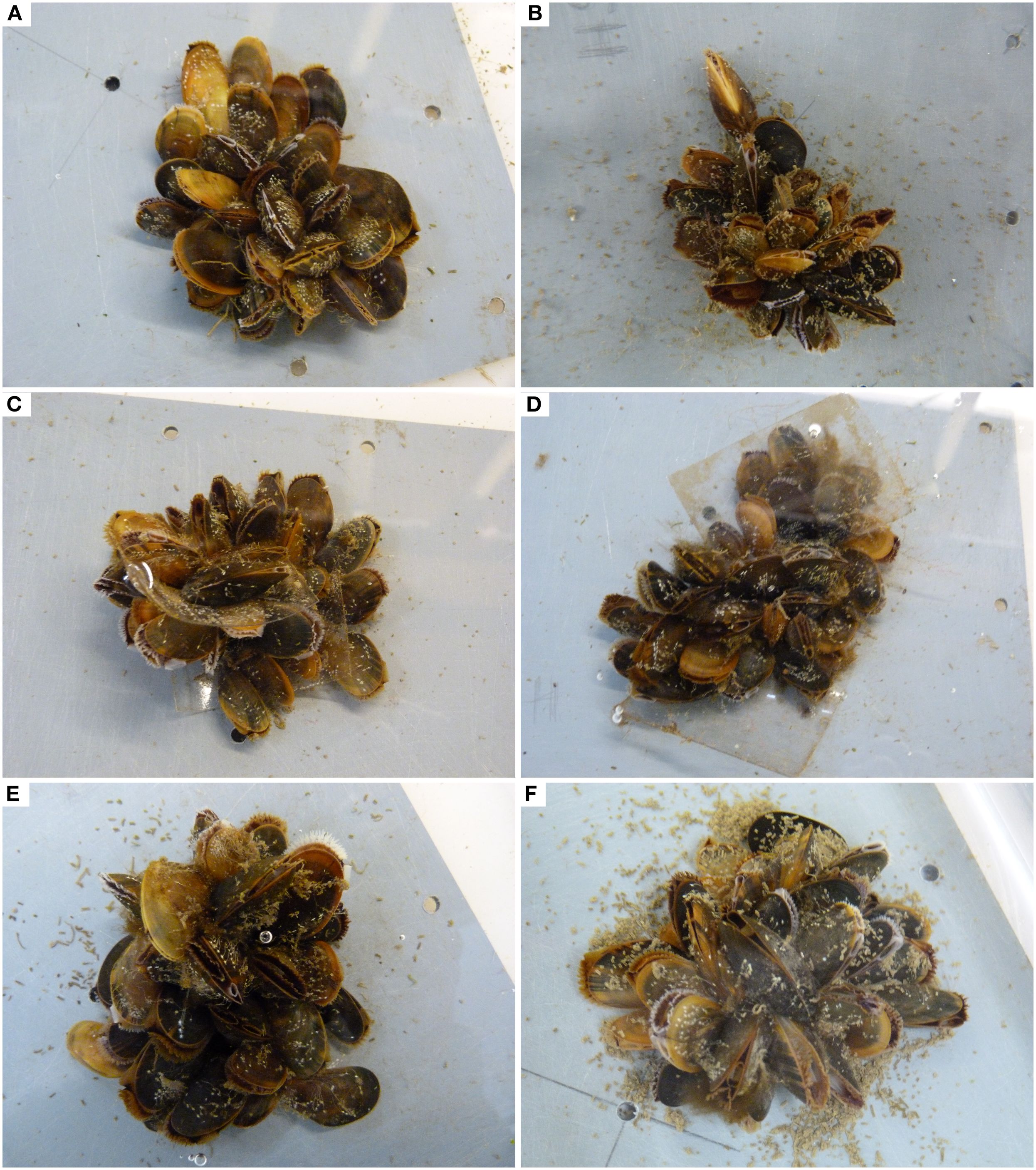 A series of six images labeled A to F, each showing blue mussel aggregates on PVC-plates with (A–D) and without (E, F) incorporated plastics.
