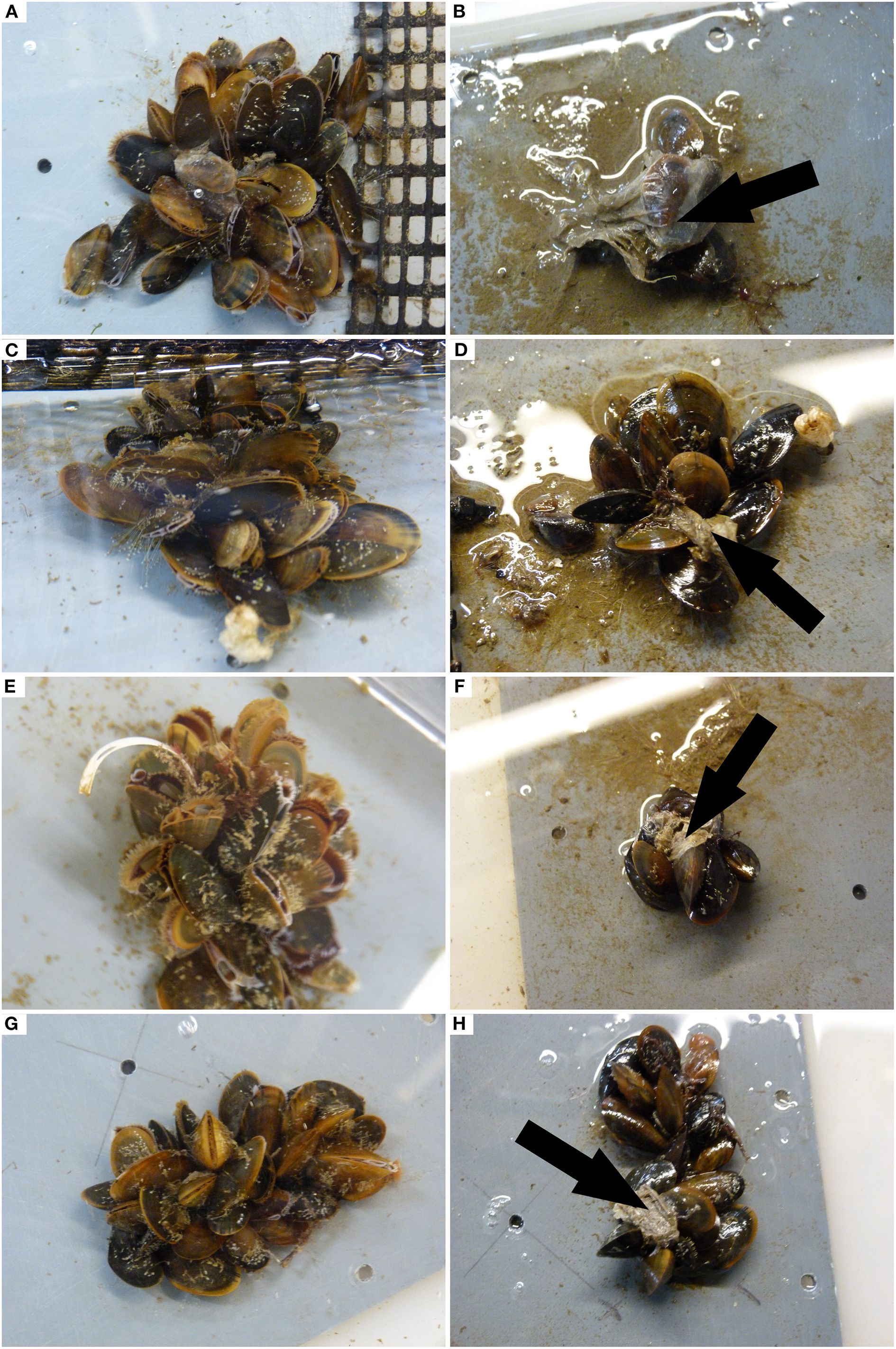 A series of eight images showing blue mussel aggregates incorporating soft plastic. Aggregates are shown from the outside (A,C,E,G) and inside (B,D,F,H). Arrows on the right indicate location of plastic item.