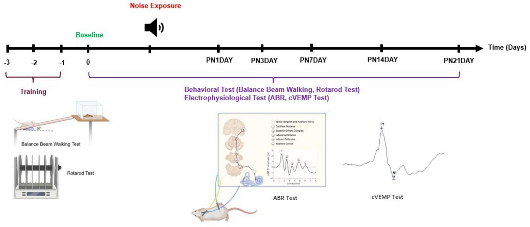 Timeline diagram showing a study with noise exposure on day 0, followed by behavioral and electrophysiological tests at specific intervals up to day 21. Training includes balance beam walking and rotarod tests. Tests conducted are ABR and cVEMP, depicted with corresponding graphs.