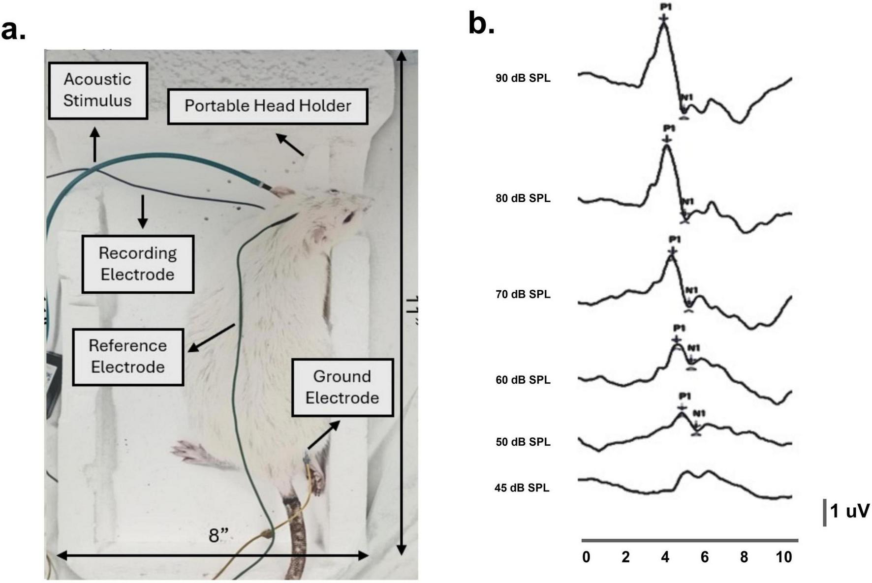 Diagram showing two panels. Panel a: A white rat is secured with a portable head holder, surrounded by labels indicating an acoustic stimulus, recording electrode, reference electrode, and ground electrode. Panel b: Graph displaying neural responses to sound levels ranging from 45 to 90 dB SPL, with varying peaks labeled P1 and N1.