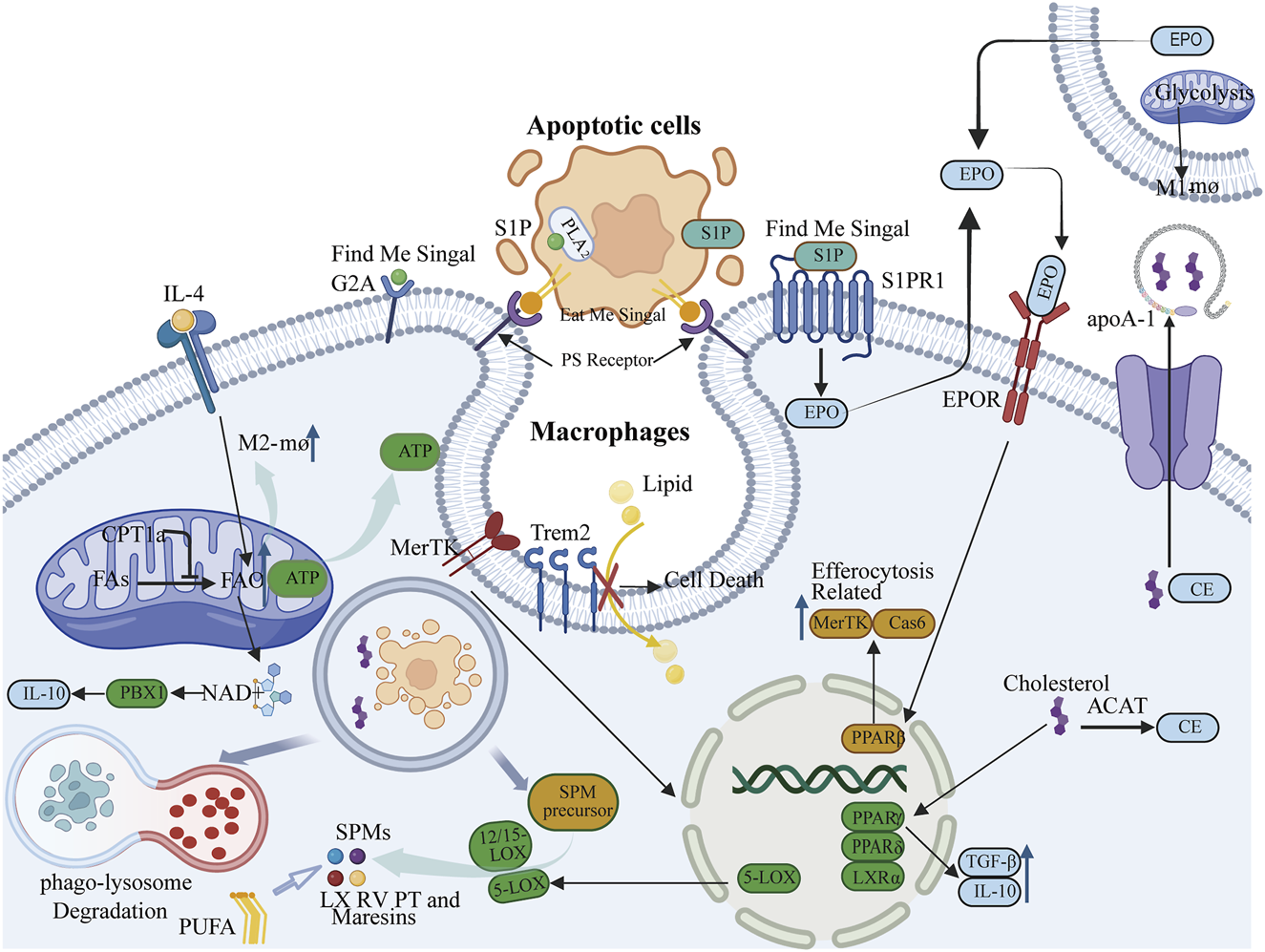 Diagram illustrating the cellular processes involving apoptotic cells and macrophages. It shows signaling pathways, such as "Find Me Signal," "Eat Me Signal," and interactions with S1P, EPO, and apoA-1 in macrophages. Key components like MerTK, Trem2, and enzymes such as 5-LOX are noted. Pathways related to ATP production, lipid metabolism, and cholesterol regulation are depicted, including involvement of mitochondria and the phagolysosome. Various molecules and receptors like IL-10, TGF-β, and PPAR are highlighted in relation to macrophage function and cell death.
