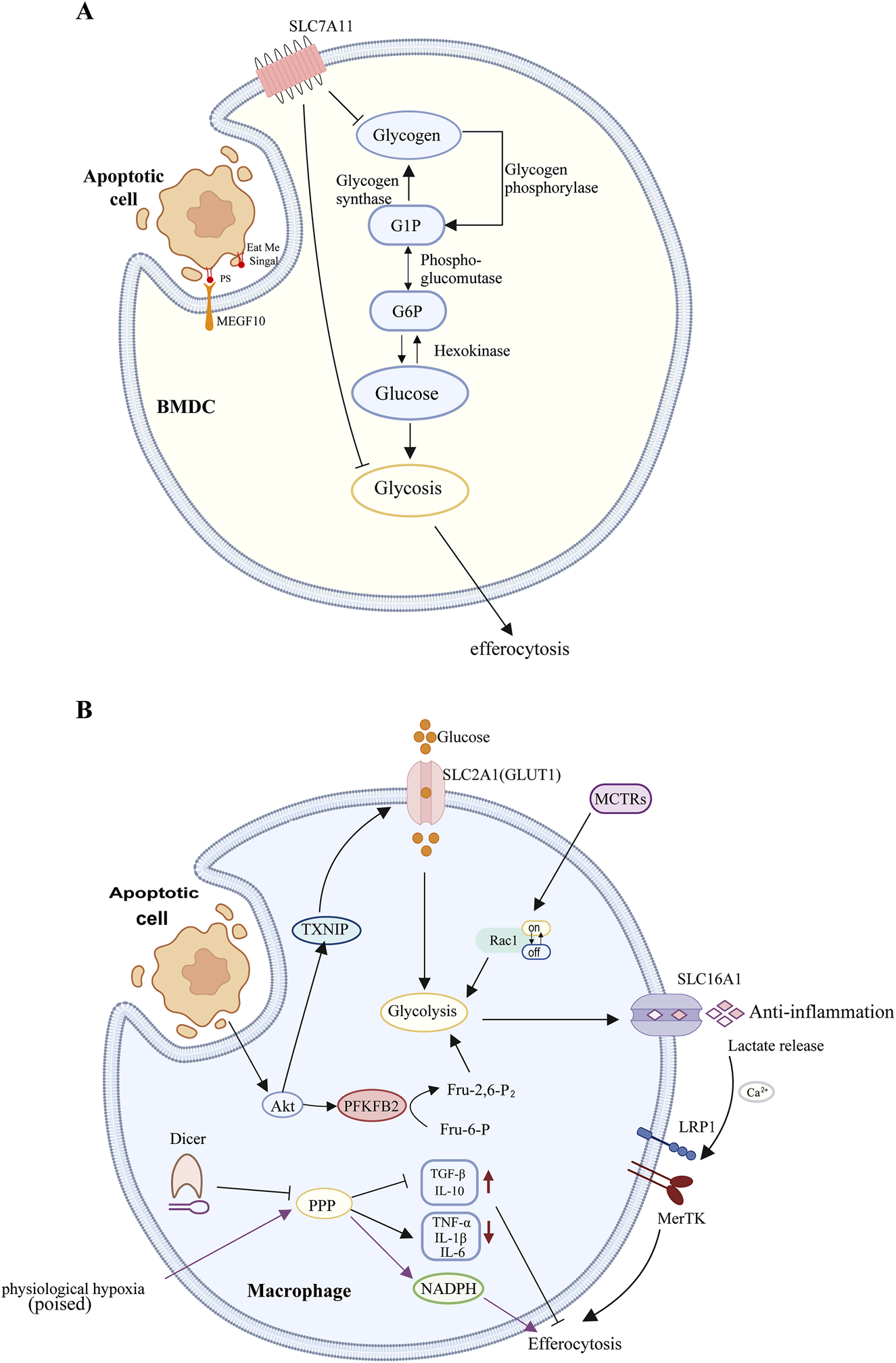Diagram showing two processes related to efferocytosis in immune cells. Panel A illustrates a bone marrow-derived cell (BMDC) interacting with an apoptotic cell, detailing glycogen metabolism steps: glycogen, glucose-1-phosphate (G1P), glucose-6-phosphate (G6P), leading to glycolysis. Panel B shows a macrophage associating with an apoptotic cell under physiological hypoxia, highlighting glycolysis with steps involving glucose uptake via SLC2A1 (GLUT1), influencing efferocytosis, and anti-inflammatory pathways and lactate release. Both panels depict molecular interactions, such as enzymes, transporters, and signaling molecules.