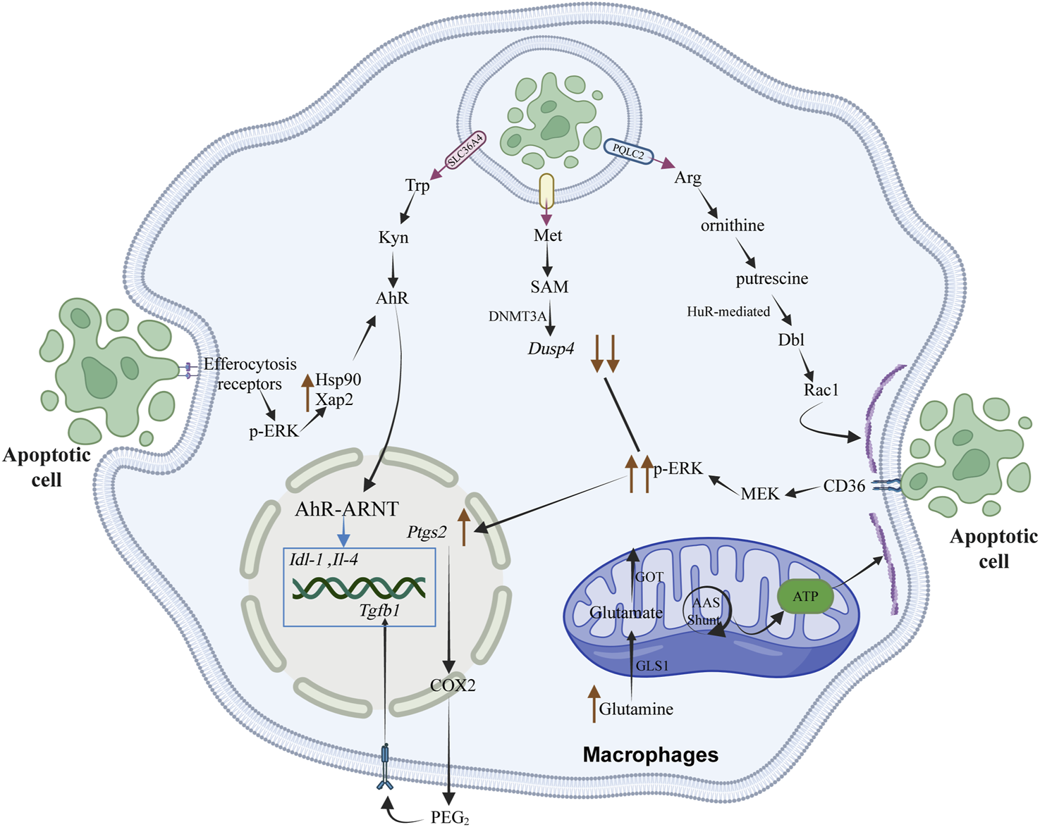 Cell diagram illustrating macrophage signaling pathways involved in efferocytosis. Includes AhR-ARNT complex, Rac1 pathway, and interactions with apoptotic cells. Highlighted components include mitochondria, nucleus, various receptors, and molecules like SAM, Trp, Arg, and Met. Pathways show connections between elements, indicating cellular responses and regulatory mechanisms.
