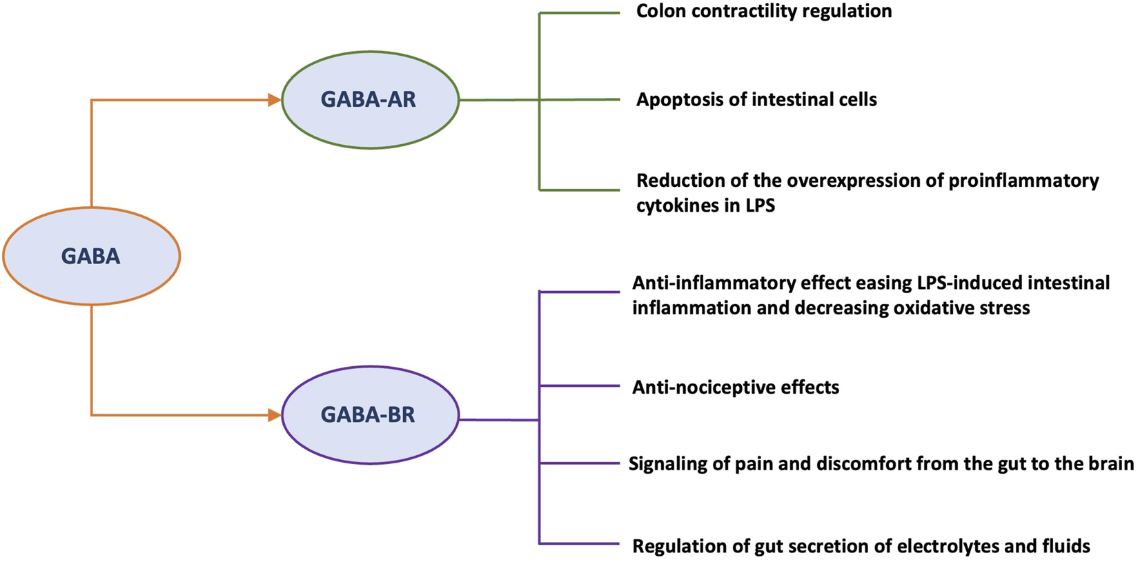 Flowchart illustrating the effects of GABA relevant for IBS pathophysiology exerted by the two main GABA receptors: GABA-AR and GABA-BR. GABA-AR activation influences colon contractility regulation, apoptosis of intestinal cells, and reduction of proinflammatory cytokines in LPS. GABA-BR activation leads to antiinflammatory effects, anti-nociceptive effects, signaling of gut pain to the brain, and regulation of gut secretion and fluids.