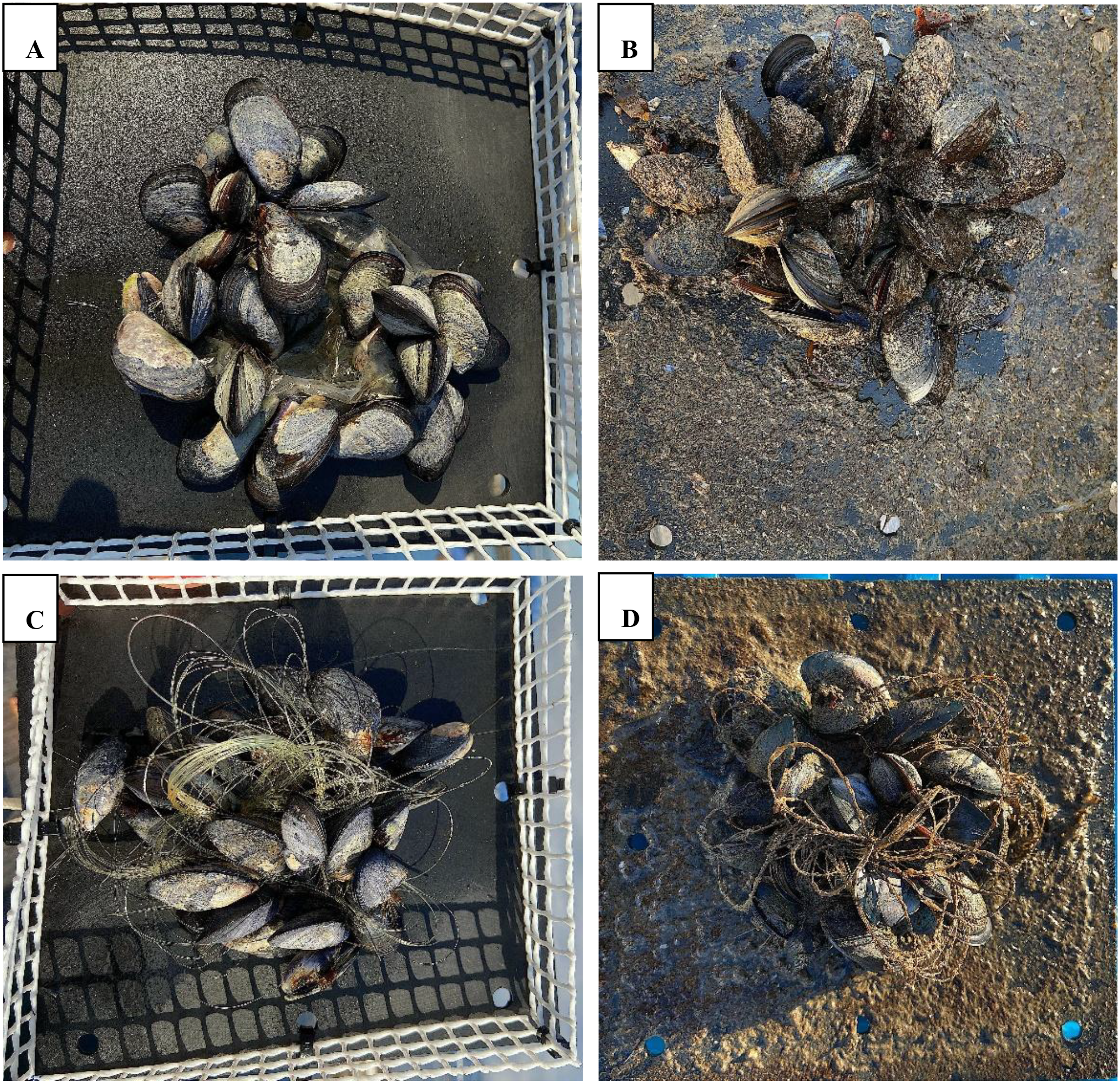 Four images labeled A to D show mussels arranged in groups. A and C depict mussels inside a netted container. B and D show mussels on a rough surface without a container. Images C and D have mussels entangled in netting material.