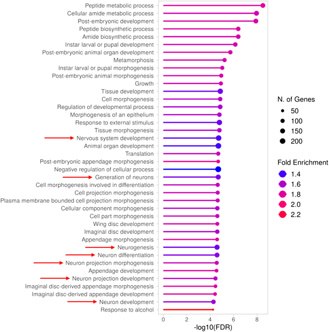 Bar chart showing gene enrichment analysis results, with biological processes on the left and -log10(FDR) values on the right. Dots represent the number of genes, while color indicates fold enrichment. Processes include