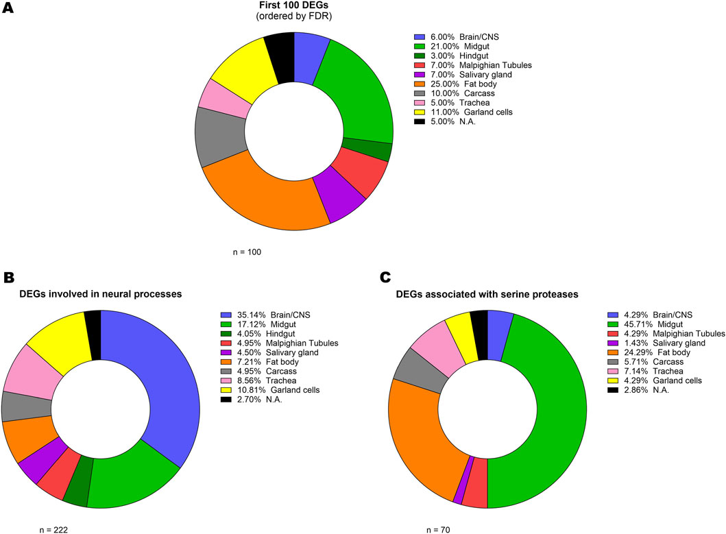 Three donut charts display data on differentially expressed genes (DEGs). Chart A shows the first 100 DEGs with varying percentages, including 25% in fat body, 21% in midgut, and 10% in carcass. Chart B illustrates DEGs involved in neural processes, with 35.14% in brain/CNS and 17.12% in midgut. Chart C depicts DEGs associated with serine proteases, highlighting 45.71% in midgut and 24.29% in fat body. Each chart uses different colors to represent specific tissues or functions.