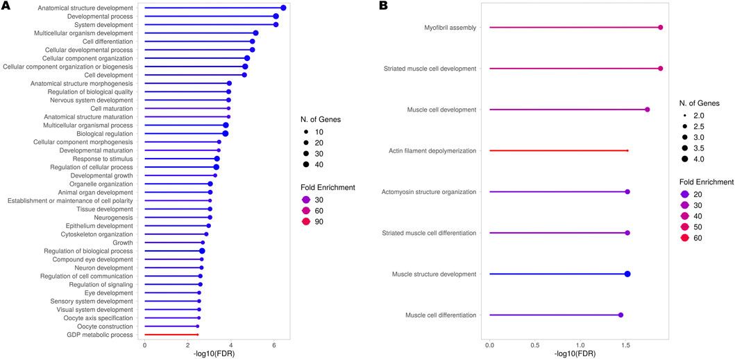 Two bar plots labeled A and B display gene ontology terms for biological processes with fold enrichment values. Plot A shows various processes, including anatomical structure development and cell development, with -log10(FDR) values and gene counts. Plot B focuses on muscle-related processes like myofibril assembly and actin filament depolymerization. Color and size distinctions represent fold enrichment ranging from 20 to 90 and different numbers of genes, respectively.
