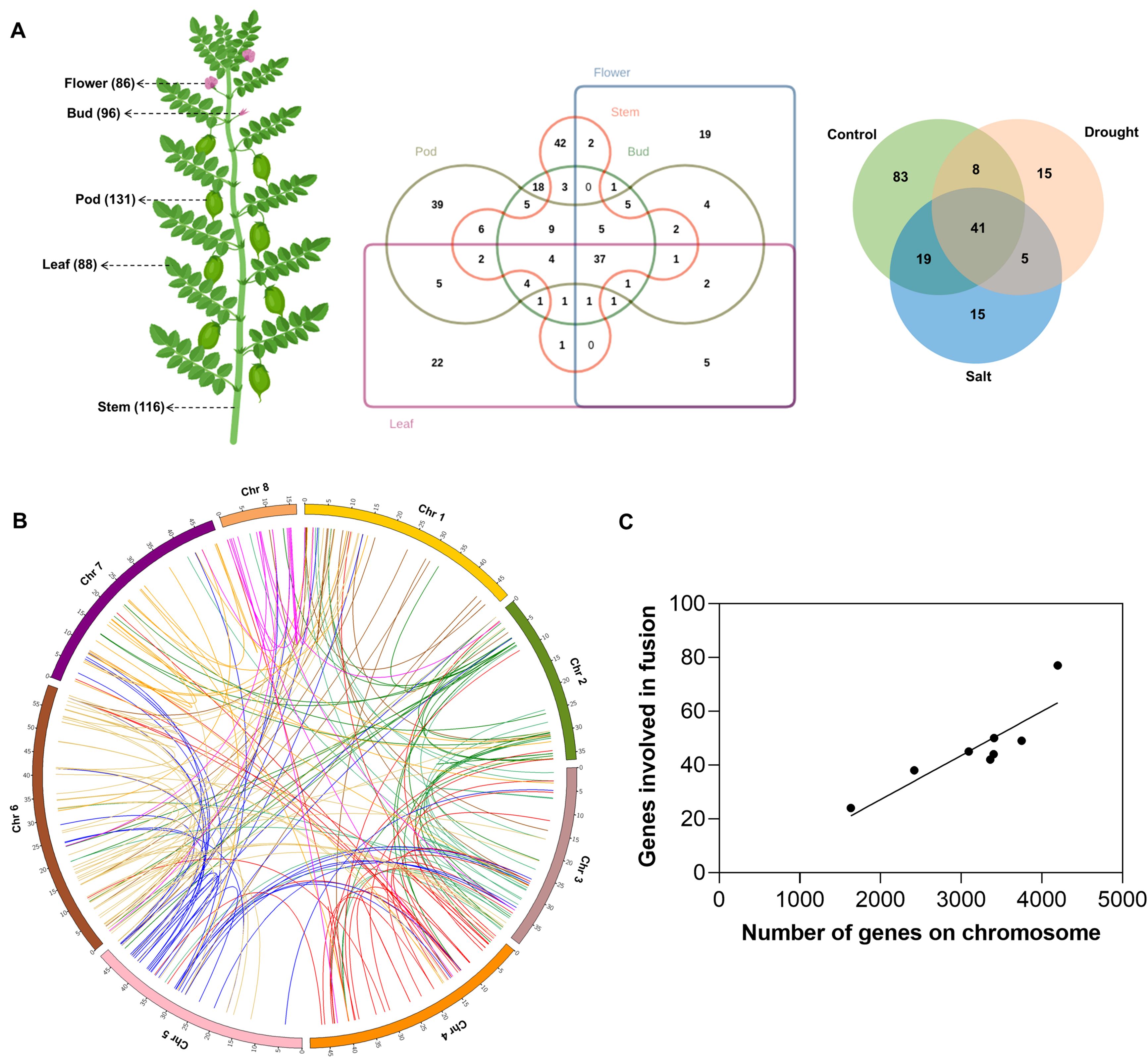 Diagram featuring three parts: A) A plant illustration with flower, bud, pod, leaf, and stem labeled with fusion gene counts, next to two Venn diagrams showing fusion gene distribution among plant parts and different conditions (control, drought, salt). B) Circular chromosome diagram with colored lines indicating fusion genes distribution at chromosomal level. C) Scatter plot showing positive correlation between number of genes on a chromosome and genes involved in fusion events.