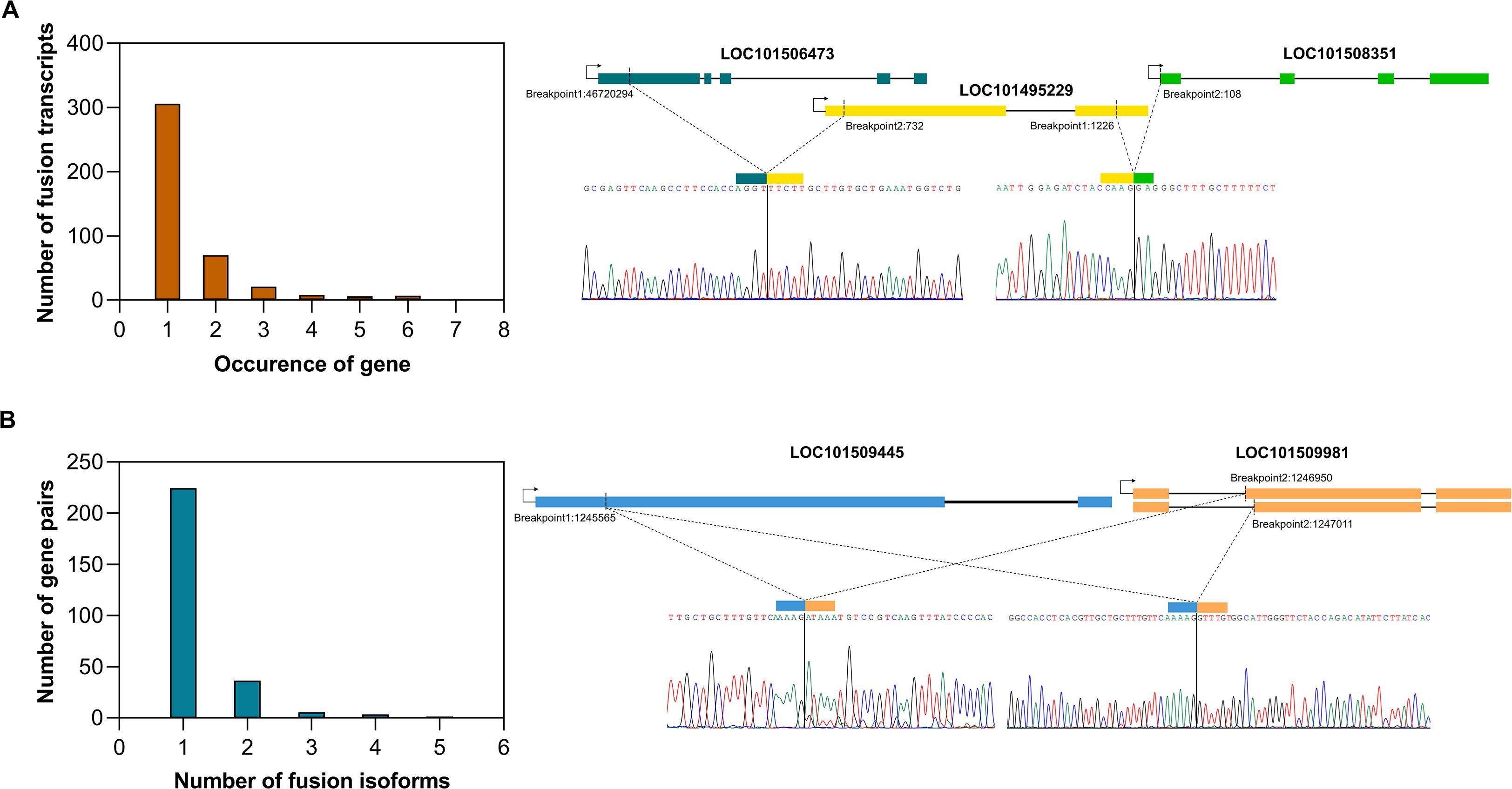 Two sections depict gene fusion data. Section A features a bar chart showing the number of fusion transcripts against gene occurrence, with most genes occurring once. Section B includes a bar chart displaying the number of gene pairs versus fusion isoforms, with the majority having one isoform. Each section includes visual representations of specific genes with breakpoints and sequence data.