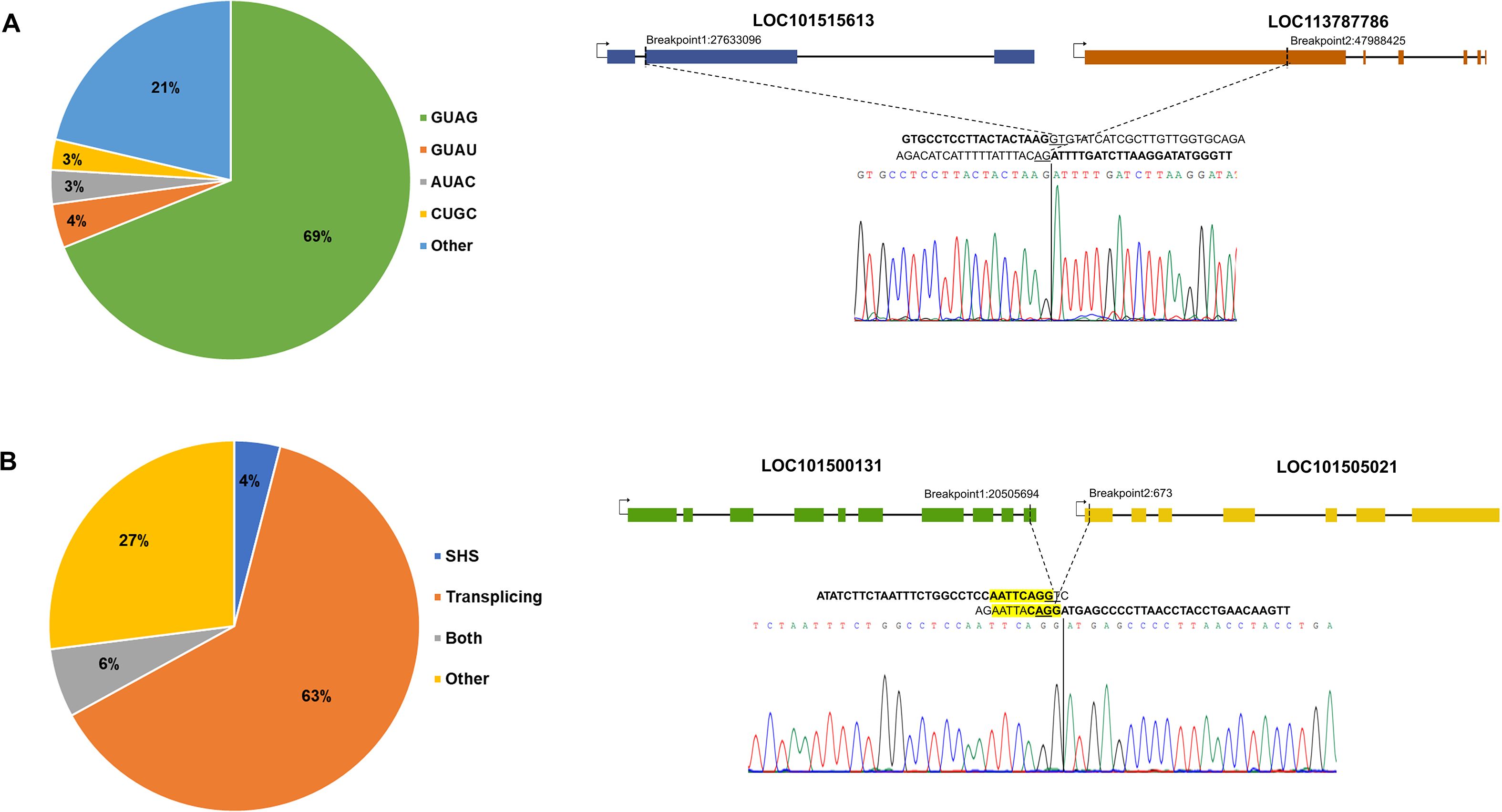 Two pie charts and gene diagrams with sequences. Chart A shows splice sites: GU-AG (69%), GU-AU (21%), AU-AC (4%), CU-GC (3%), Other (3%). Below, a fusion gene diagram shows LOC101515613 and LOC113787786 junction sequence. Chart B presents splicing types: Transplicing (63%), Other (27%), Both (6%), SHS (4%). Below, a fusion gene diagram shows LOC101500131 and LOC101505021 junction sequence.