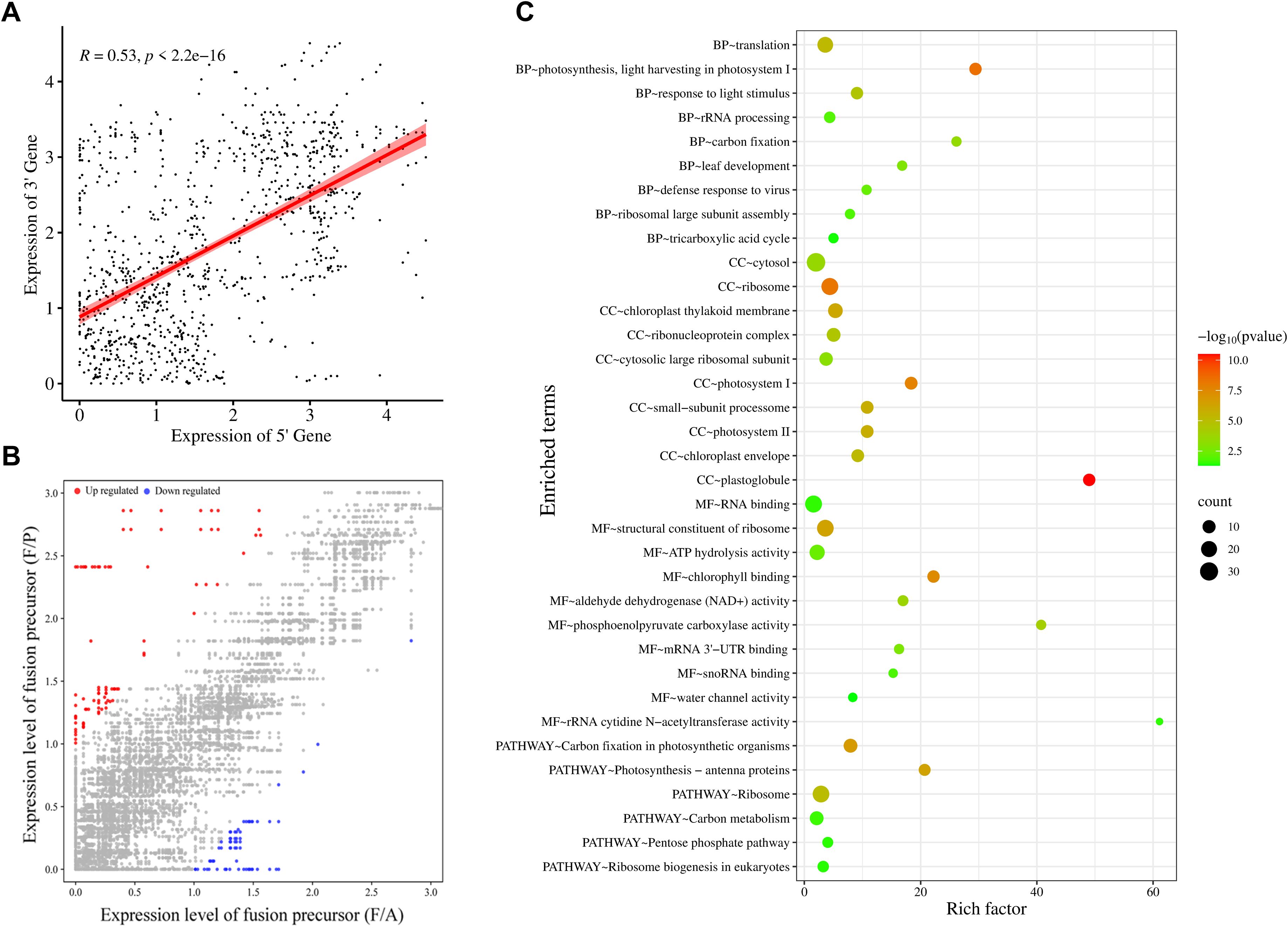 Panel A shows a scatter plot with a positive correlation between the expression of two genes, indicated by a red regression line. Panel B is a scatter plot displaying the expression levels of fusion precursors, with points color-coded for upregulation and downregulation. Panel C is a bubble chart depicting enriched biological terms along with their rich factors and respective counts, with bubble size and color indicating significance and count.