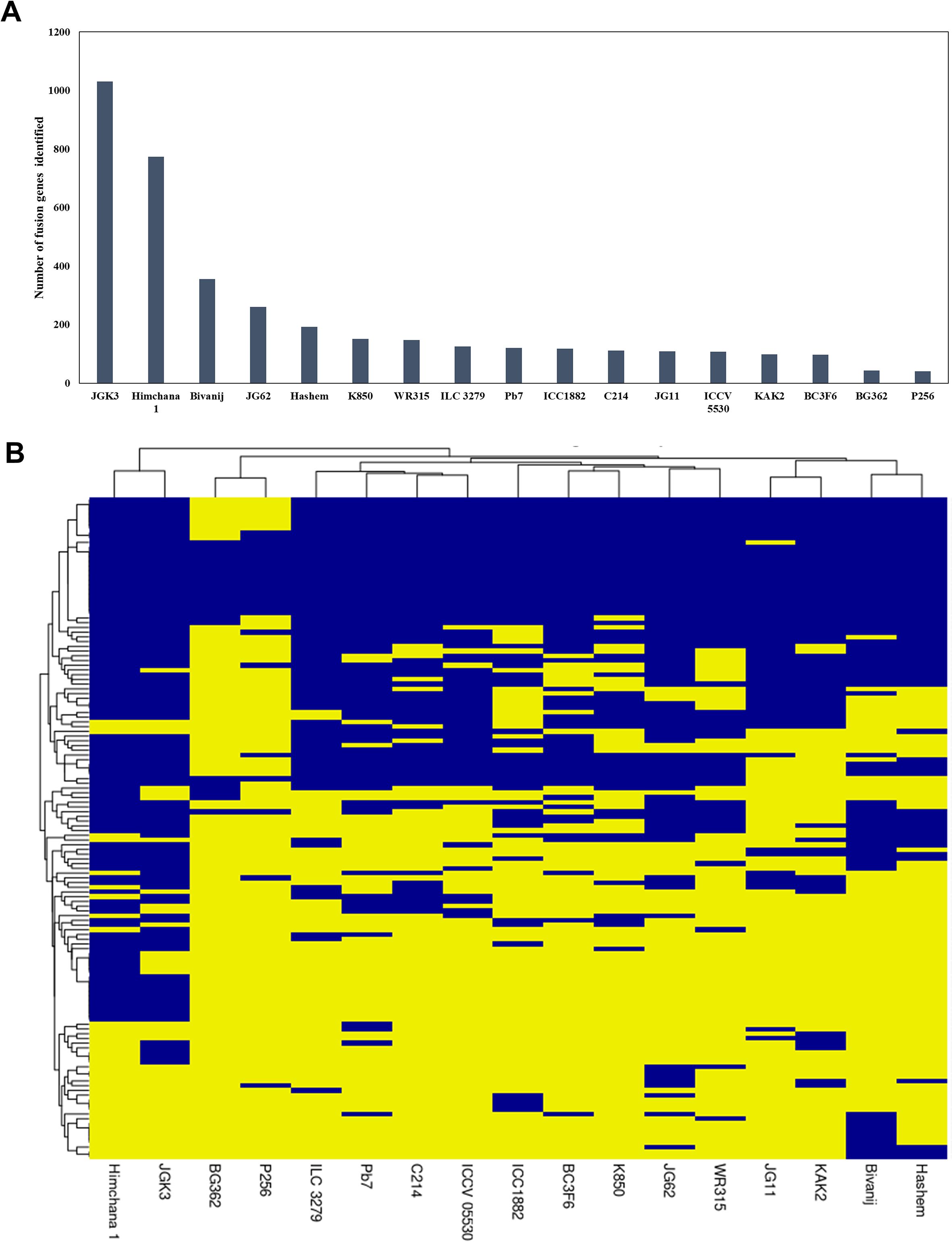 Bar chart labeled “A” displays the number of fusion genes identified across various genotypes, with JGK3 and Himchana 1 having the highest counts. Heatmap labeled “B” shows hierarchical clustering of samples with blue and yellow representing different data values, highlighting patterns of fusion events among diverse chickpea genotypes.