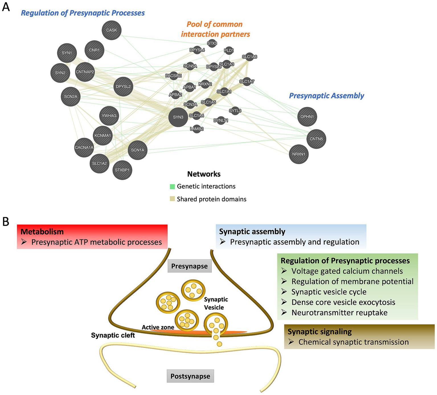 Diagram illustrating presynaptic processes. Panel A shows a network of genes and proteins with interactions indicated by lines, categorizing them into regulation, common interaction partners, and assembly. Panel B displays a diagram of a synapse with labeled areas such as the presynaptic compartment with synaptic vesicles, active zone, synaptic cleft, and postsynapse. The panel includes color-coded boxes for metabolism, synaptic assembly, regulation of presynaptic processes, and synaptic signaling, detailing functions like ATP metabolism, regulation, and neurotransmitter processes.