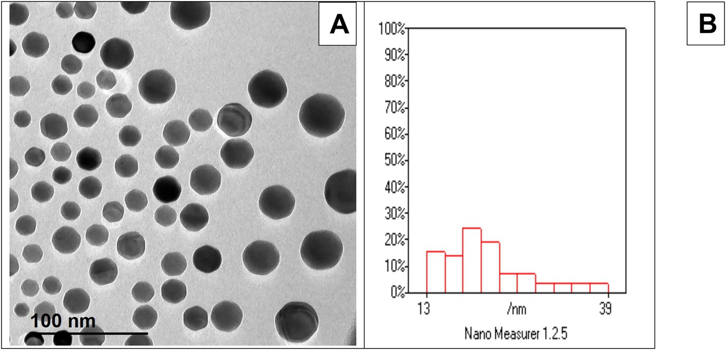 Panel A shows a transmission electron microscope image of spherical nanoparticles varying in size, with a scale bar indicating 100 nanometers. Panel B displays a histogram chart illustrating the size distribution of these nanoparticles, with most sizes ranging between 13 and 39 nanometers.