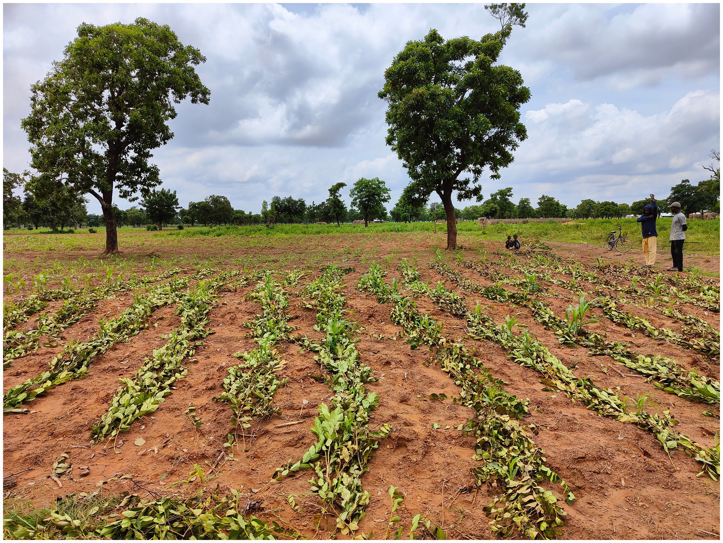 Rows of leafy plants lie on reddish soil cultivated with maize plants. Two large trees stand in the field under a partly cloudy sky, with several people and a bicycle in the background.