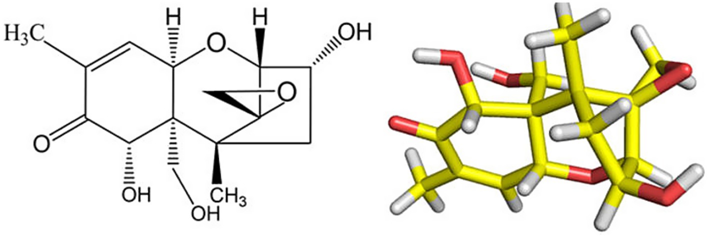 Chemical structure and 3D model of a complex organic compound. The left image is a two-dimensional chemical diagram with carbon, hydrogen, and oxygen atoms. The right image is a three-dimensional representation with atoms colored: red for oxygen, yellow for carbon, and white for hydrogen.