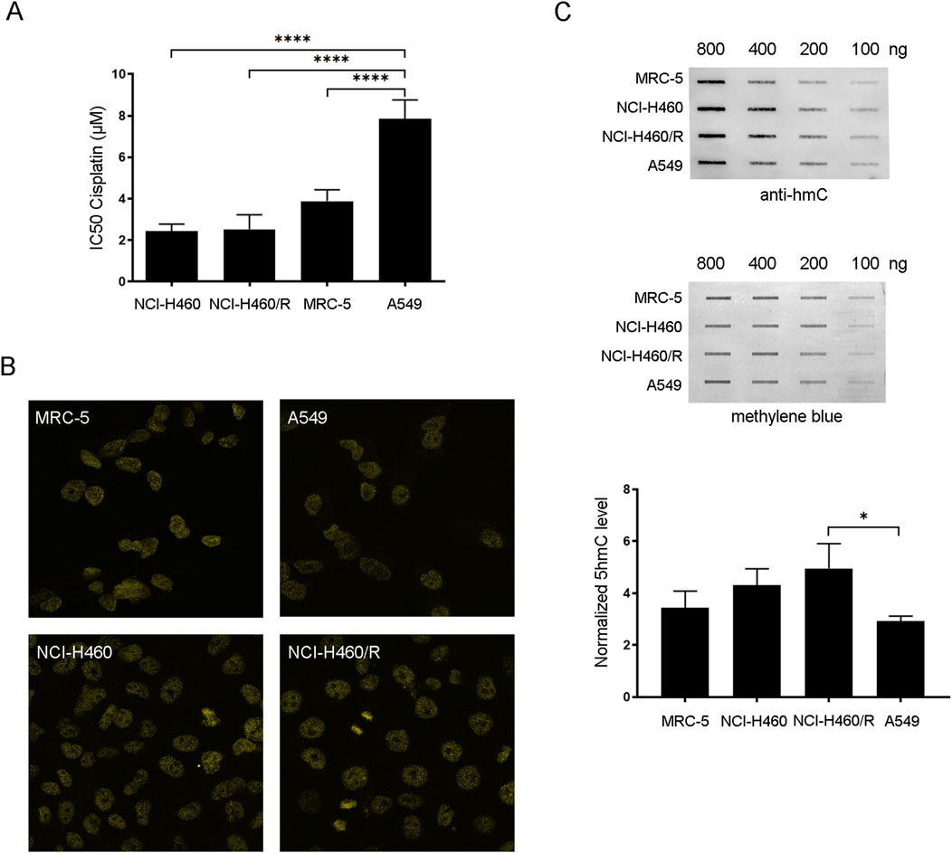 Panel A shows a bar graph depicting IC50 values for cisplatin in four cell lines: NCI-H460, NCI-H460/R, MRC-5, and A549, with A549 having the highest value. Panel B displays fluorescence images of the same four cell lines, highlighting the global levels of 5hmC. Panel C includes two gels showing anti-hmC and methylene blue stains for 5hmC quantification across different cell lines and loading amounts, accompanied by a bar graph indicating normalized 5hmC levels, where the A549 cell line was characterized by the lowest level of 5hmC.
