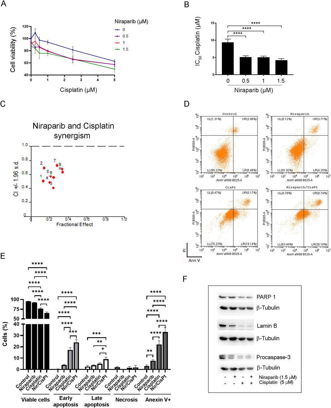 Graphical analysis of the effects of niraparib and cisplatin on A549 cell viability. (A) Line graph showing decreased cell viability with increasing concentrations of cisplatin and niraparib. (B) Bar graph illustrating reduced IC50 of cisplatin with 0.5, 1, and 1,5 µM niraparib concentrations. (C) Scatter plot demonstrating synergy between niraparib and cisplatin. (D) Four quadrant plots from flow cytometry indicating apoptosis and necrosis in control and treated cells. (E) Bar graph depicting percentages of viable cells, early and late apoptosis, necrosis, and Annexin V-positive cells across different treatments. (F) Western blot analysis showing protein expression profiles of PARP1, Lamin B, and Procaspase-3 with beta-Tubulin as a control.