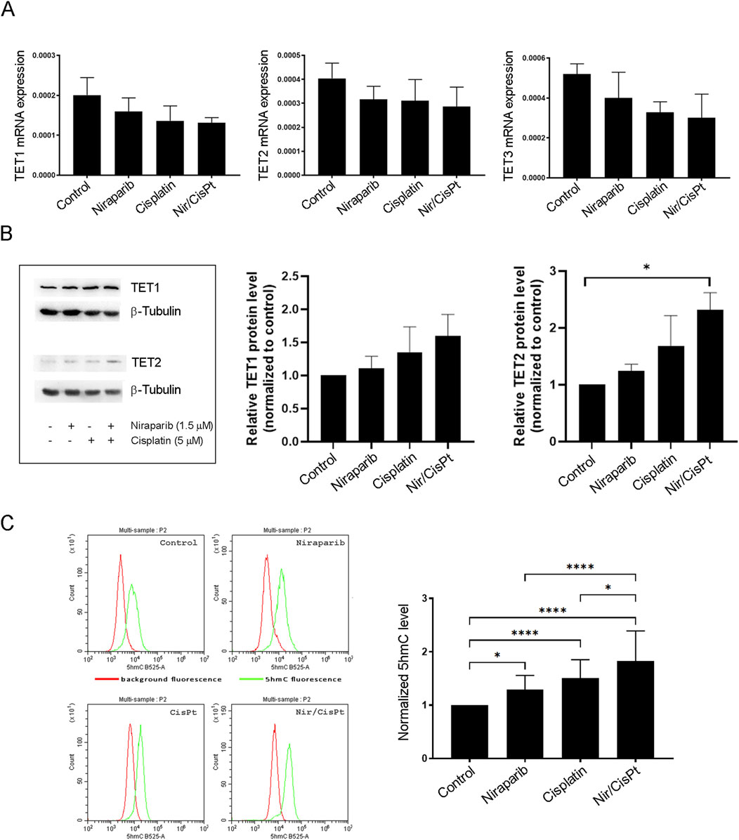 Figure showing the effects of drug treatments on TET mRNA and protein expression, and 5hmC levels in A549 cells. Panel A presents bar graphs of TET1, TET2, and TET3 mRNA expression under different treatments: control, niraparib, cisplatin, and their combination. Panel B displays Western blot images for TET1 and TET2 proteins with β-Tubulin as a loading control, alongside bar graphs indicating relative protein levels normalized to control. Panel C exhibits flow cytometry histograms and a bar graph showing normalized 5hmC levels with significant differences highlighted between treatments.