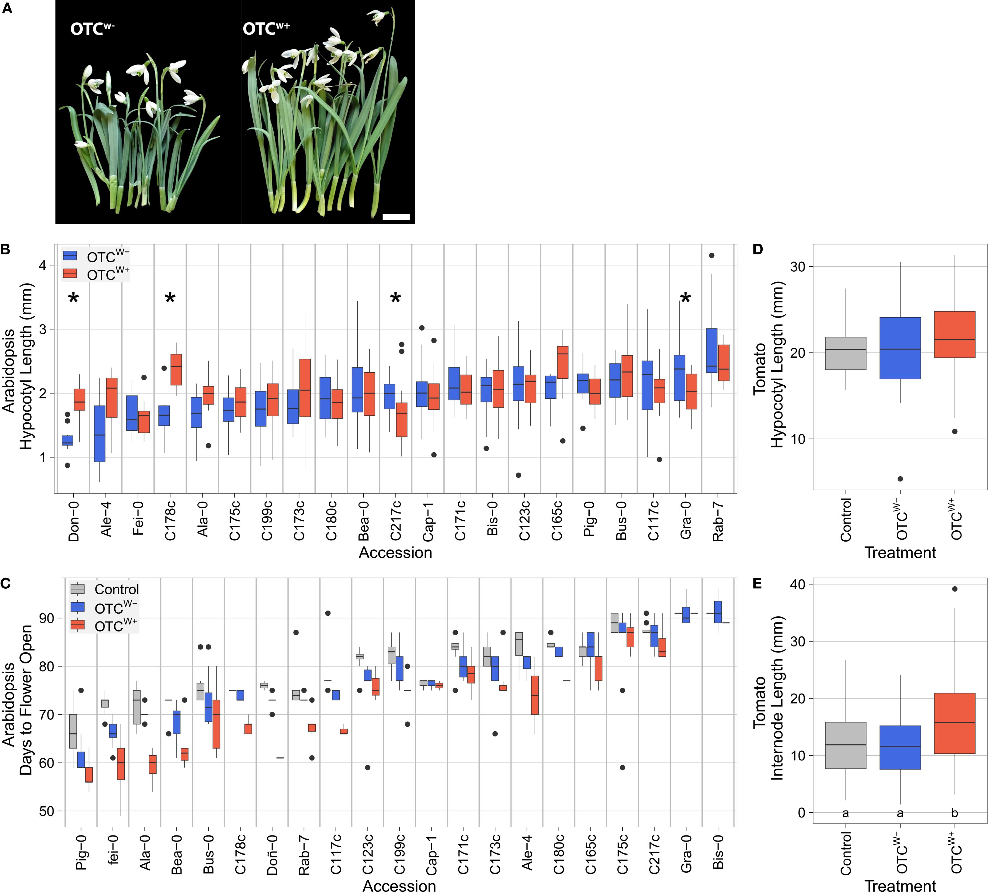 (A) Two images of plants, labeled OTC \(w-\) and OTC \(w++\), showing differences in growth. (B) Box plot comparing Arabidopsis hypocotyl length across various accessions with data shown in blue and red. (C) Box plot displaying Arabidopsis days to flower open across different accessions. (D) Box plot of tomato hypocotyl length comparing different treatments. (E) Box plot of tomato internode length comparing different treatments. Data in plots indicate variability, significance, and treatment effects.
