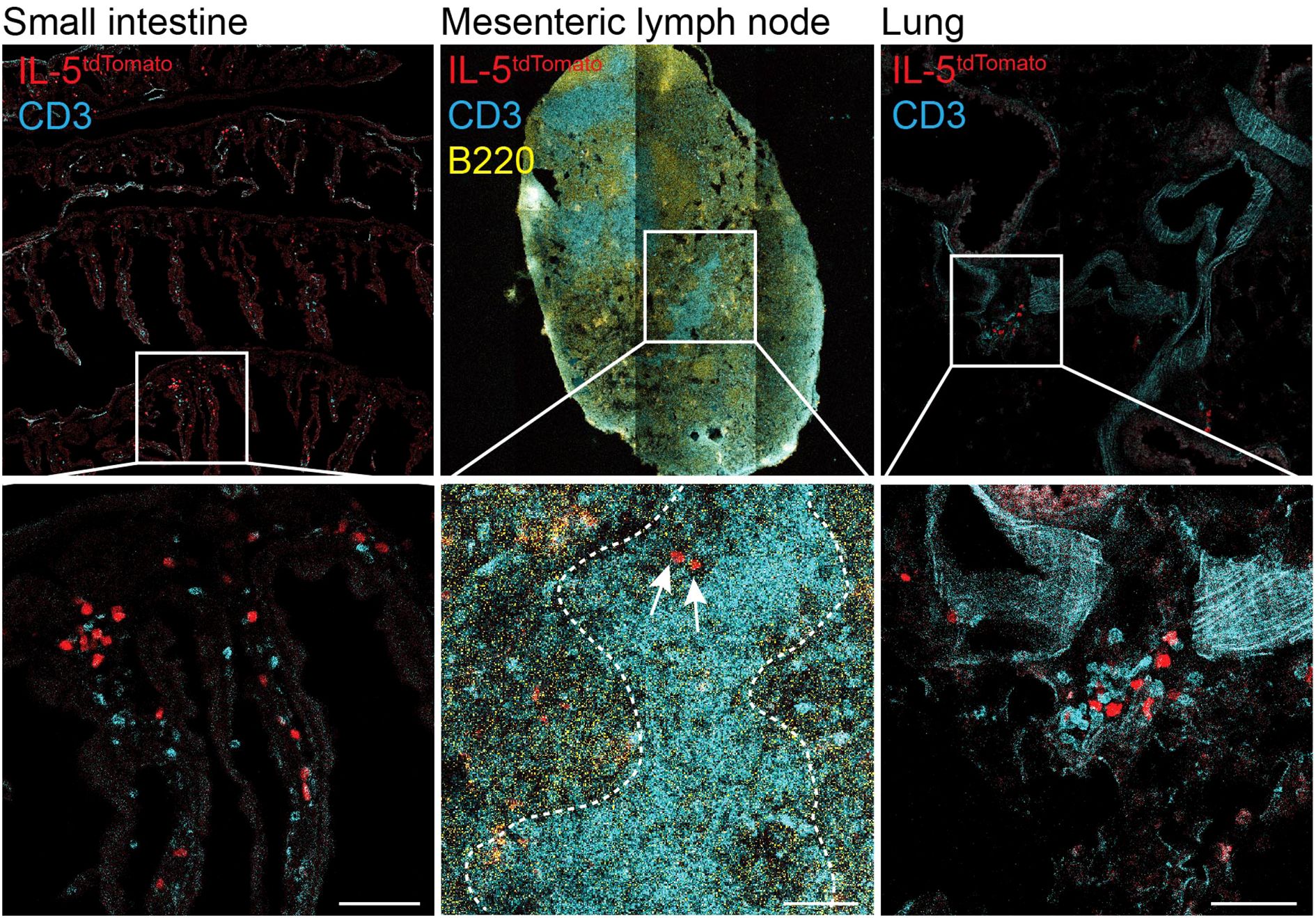 Fluorescence microscopy images showing tissue sections from the small intestine, mesenteric lymph node, and lung. IL-5 is in red, and CD3 is in blue. The mesenteric lymph node also highlights B220 in yellow. Enlarged sections below display detailed views of the labeled cells.