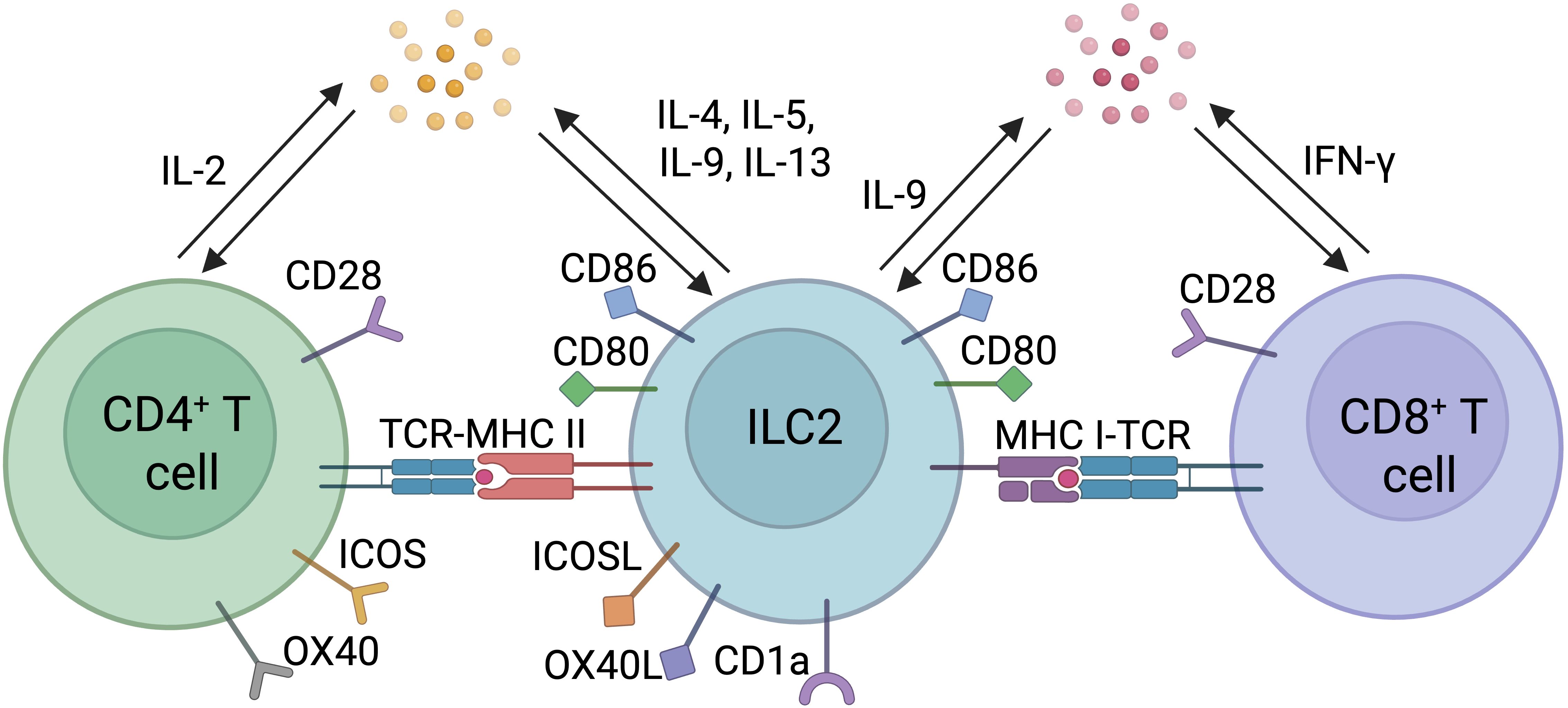 Diagram showing interactions between CD4+ T cells, ILC2 cells, and CD8+ T cells. CD4+ T cells release IL-2, interacting with ILC2 cells. ILC2 cells release IL-4, IL-5, IL-9, IL-13, and IL-9, interacting with CD4+ and CD8+ T cells. CD8+ T cells release IFN-γ. Surface proteins include CD28, CD86, CD80, TCR-MHC II complex, MHC I-TCR complex, ICOS, ICOSL, OX40, OX40L, and CD1a, indicating cellular communication and signaling pathways.