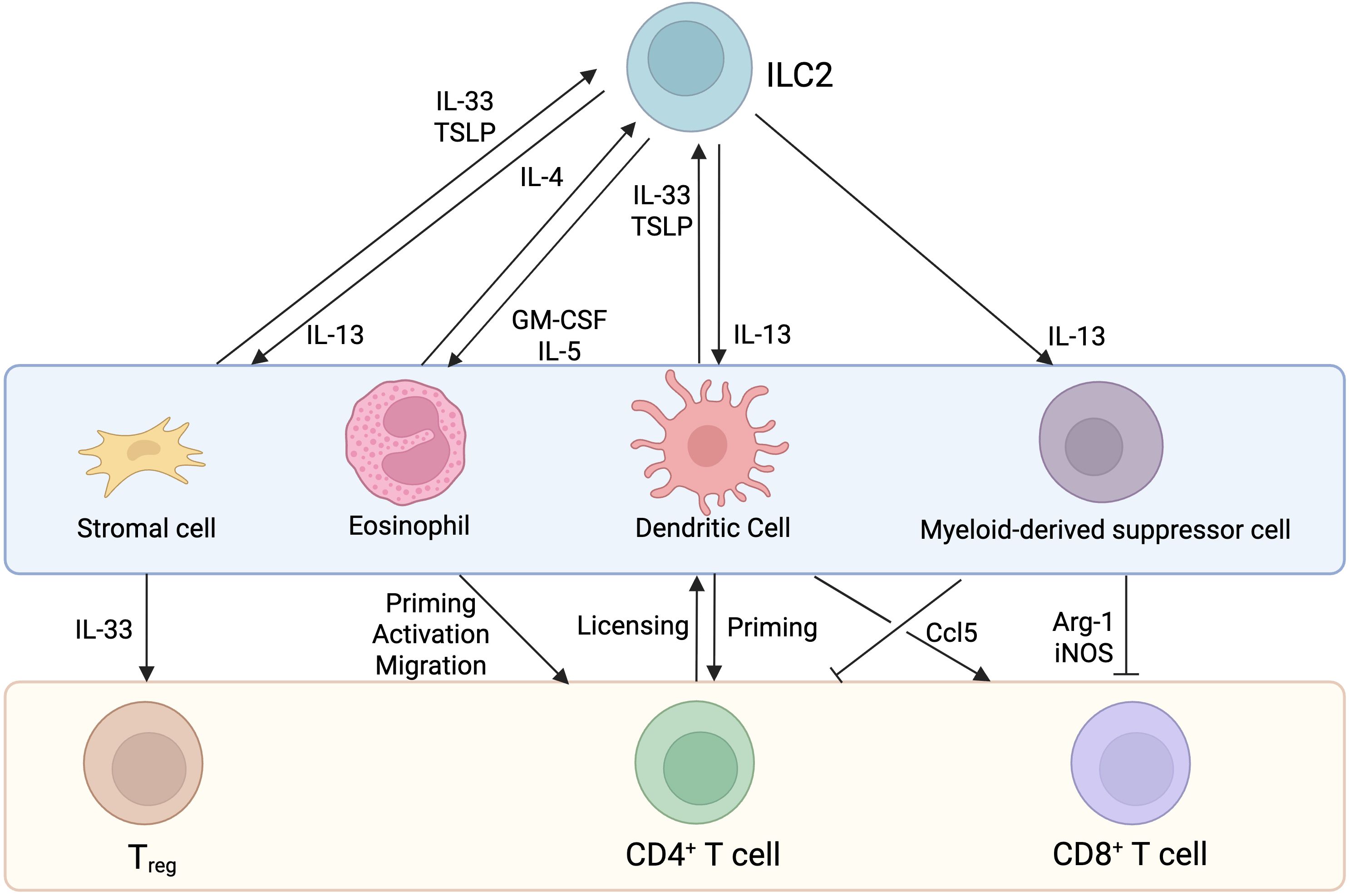 Diagram showing interactions of ILC2 cells with stromal, eosinophil, dendritic, and myeloid-derived suppressor cells. Arrows indicate signaling pathways involving IL-33, TSLP, IL-4, IL-5, GM-CSF, and IL-13 affecting T-reg, CD4+, and CD8+ T cells, with specific functions such as priming and activation.