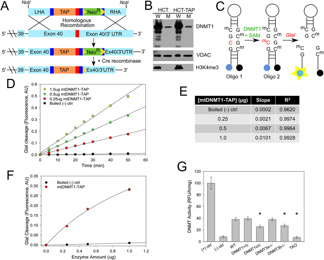 Diagram A illustrates a DNA recombination process involving a TAP tag and Neo^R selection marker. Graph B shows protein bands for DNMT1, VDAC, and H3K4me3. Diagram C depicts oligonucleotide methylation by DNMT1 with SAM. Graph D displays GlaI cleavage over time at various mtDNMT1-TAP concentrations. Table E summarizes slope and R² values for different enzyme amounts. Graph F plots GlaI cleavage versus enzyme amount for boiled control and mtDNMT1-TAP. Chart G shows DNMT activity across various conditions, highlighting reduced activity in experimental groups compared to controls.