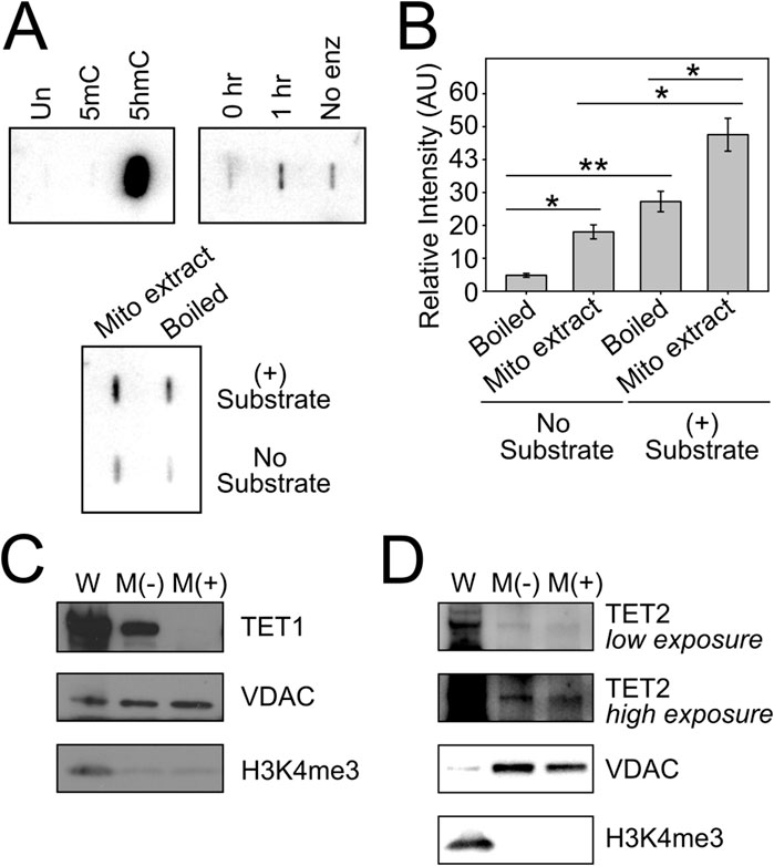 Panel A shows DNA dot blot analyses with different conditions: untreated (Un), 5-methylcytosine (5mC), 5-hydroxymethylcytosine (5hmC), time courses, enzyme presence, and substrate combinations. Panel B is a bar graph displaying relative intensity measurements in arbitrary units (AU) for boiled and mitochondrial extracts with and without substrate, showing statistical significance with asterisks. Panels C and D present Western blots for TET1, TET2 at low and high exposure, VDAC, and H3K4me3, indicating different conditions and treatments.