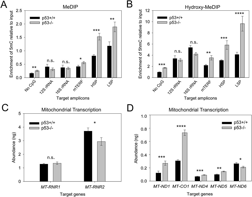 Graphs illustrate differences in methylation and transcription levels between p53+/+ and p53-/- genotypes. A: MeDIP shows varying 5mC enrichment, significant at HSP and LSP. B: Hydroxy-MeDIP indicates differential 5hmC enrichment, notably higher in p53-/- at LSP. C-D: Mitochondrial transcription graphs demonstrate changes in abundance, with significant differences for MT-RNR2, MT-CO1, and others. Error bars indicate variability.