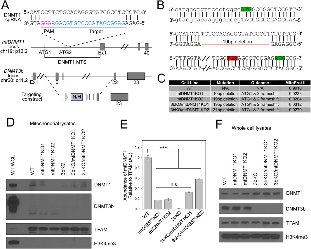 Diagram showing genetic and protein analysis of DNMT1. A: Schematic of DNMT1 and DNMT3b loci with targeting constructs and sgRNA sequences. B: Sequence alignment showing mutations and deletions. C: Table listing cell lines with mutations and effects, including frameshifts and MitoProt scores. D: Western blots of mitochondrial lysates displaying DNMT1, DNMT3b, TFAM, and H3K4me3 protein levels across various knockouts. E: Bar graph showing mtDNMT1 abundance relative to TFAM, with statistical significance indicated. F: Western blots of whole cell lysates, showing protein levels for DNMT1, DNMT3b, TFAM, and H3K4me3 in different knockouts.