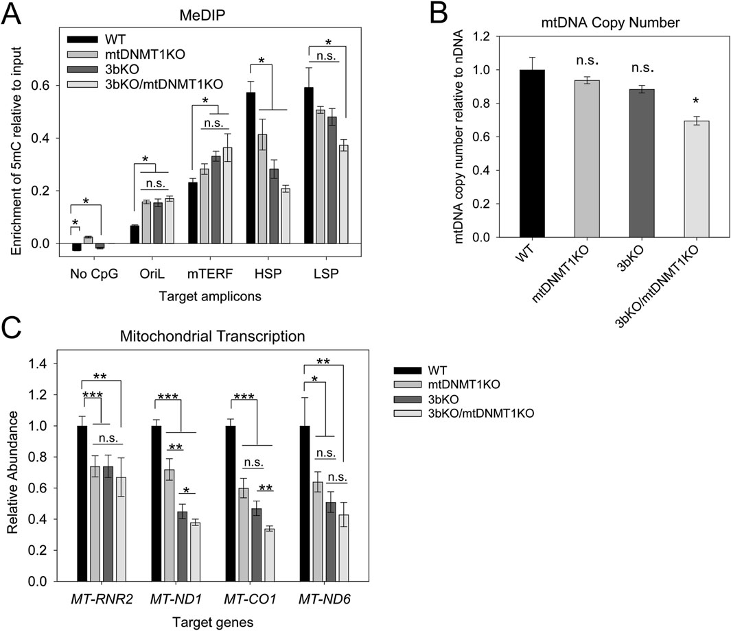 Three bar graphs displaying experimental results. Graph A shows enrichment of 5mC relative to input for various target amplicons across four samples: WT, mtDNMT1KO, 3bKO, and 3bKO/mtDNMT1KO, highlighting significant differences. Graph B illustrates mtDNA copy number relative to nDNA, with WT having the highest value. Graph C presents relative abundance of mitochondrial transcripts for target genes, showing significant differences among the samples. Error bars and significance markers (*, **, ***, n.s.) indicate statistical analysis.