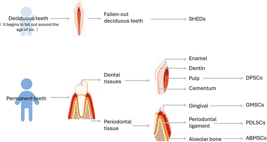 Diagram depicting the origin of odontogenic mesenchymal stem cells. Deciduous teeth begin to fall off around the age of 6, and SHEDs can be obtained from the fallen deciduous teeth. Permanent teeth can be divided into dental tissues and periodontal tissues. Dental tissues include enamel, dentin, cementum and pulp. Periodontal tissues include gingival, periodontal ligament and alveolar bone. DPSCs, GMSCs, PDLSCs and ABMSCs can be isolated from these tissues.