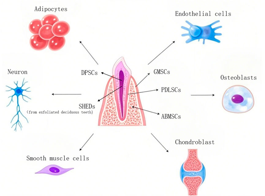Schematic diagram of the differentiation directions of some DMSCs.DPSCs, SHEDs, GMSCs, PDLSCs, ABMSCs, etc., isolated from dental and periodontal tissues, possess the potential to differentiate into adipocytes, endothelial cells, osteoblasts, chondroblasts, smooth muscle cells, and neurons.